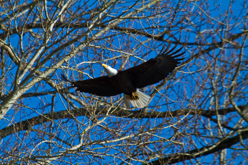 Bald Eagle In Flight